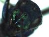 Chrysura austriaca